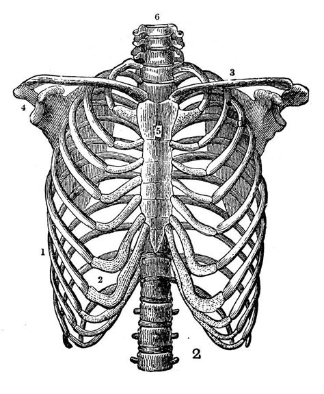 Human Anatomy Art Anatomy Drawing Metal Prints Fine Art Prints