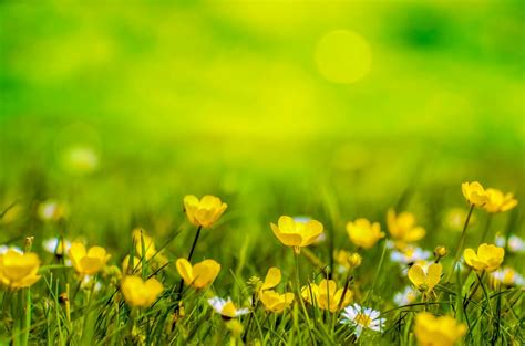 Spring Background Flower Yellow Field Meadow Clean Public Domain