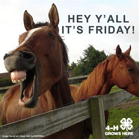 Fridayfun Hey Yall Its Friday Funny Horses Horses Show Horses