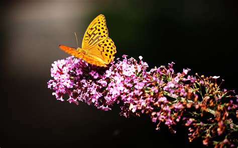 Nature Flowers Butterfly Wallpapers Hd Desktop And