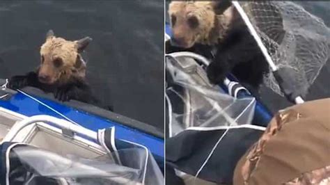 These Bear Cubs Were Drowning Thankfully Boaters Saved The Day