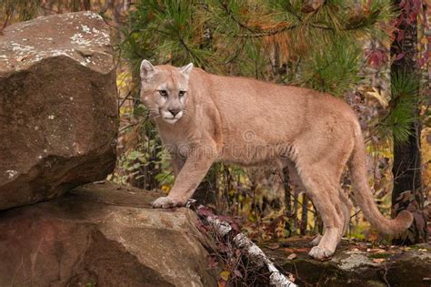 Adult Male Cougar Puma Concolor Looks Back Atop Rock Stock Photo