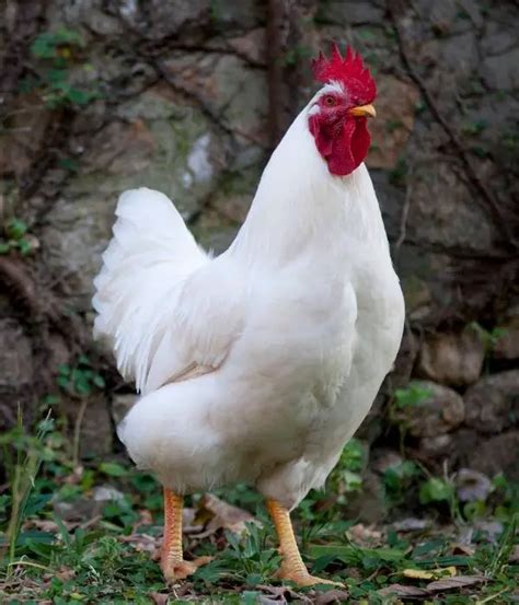 California White Chicken Hybrids Eggs Size Care Pictures