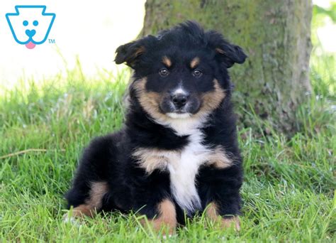 We hope this article has given you all the information you need to decide if a german shepherd and australian shepherd mix puppy is the right choice for your next canine companion. Friendly | Australian Shepherd Mix Puppy For Sale ...