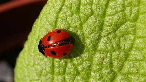 7 Spot Ladybird Coccinella Septempunctata Woodland Trust