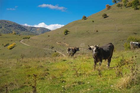 Black Spotted Caucasian Cows Graze On A High Mountain Pasture On A