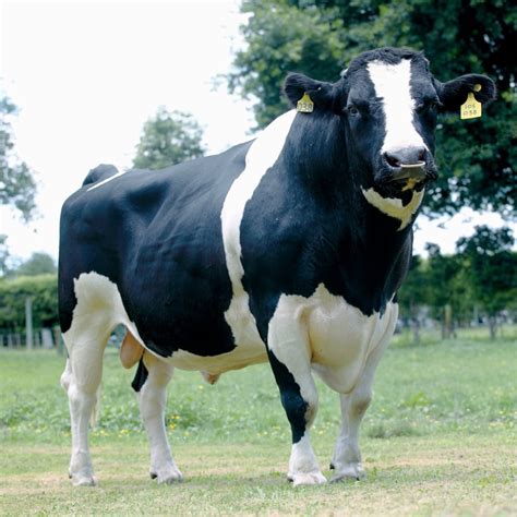 Jersey Holstein Friesian Kiwicross Cattle Breeding Ireland Lic Bulls