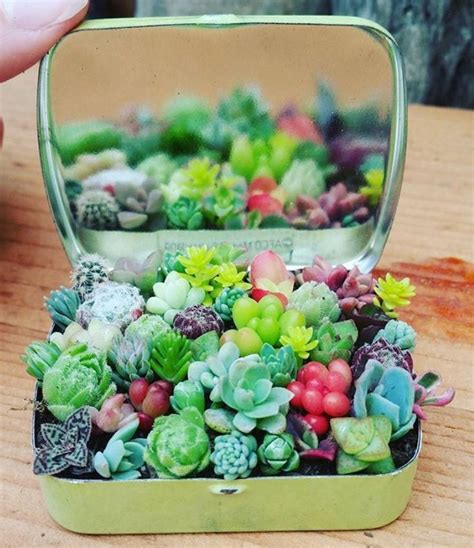 100 Gorgeous Succulent Plants Ideas For Indoor And Outdoor Full Of Aesthetics Page 11 Of 20