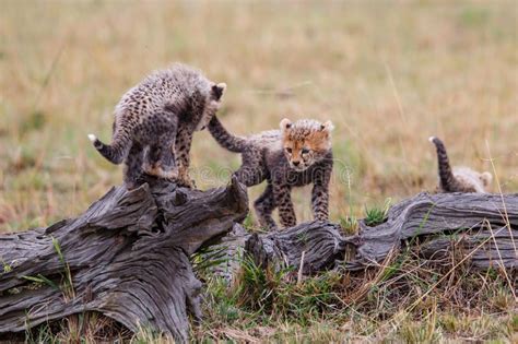 Cheetah Cubs Playing Stock Image Image Of Baby Kenya 168219577