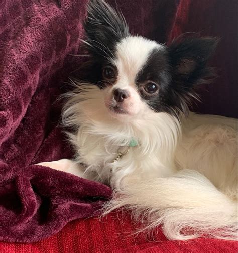 Black And White Long Haired Chihuahua Named Sadie