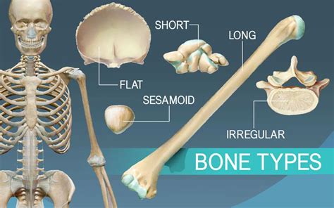Types Of Bones In The Human Skeleton Ultimate Topics