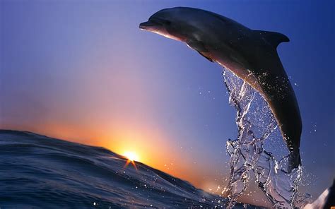 Hd Wallpaper Bottlenose Dolphins Jumping At Sunset Honduras Ocean