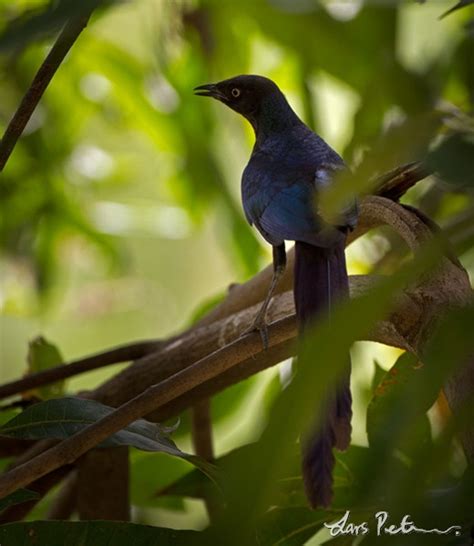 long tailed glossy starling kamerun fågelbilder från utlandsresor galleri my world of