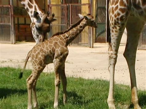 Aww Baby Giraffe A Big Hit At Vienna Zoo