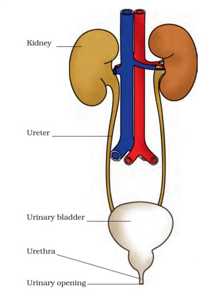 Draw A Diagram Of The Human Excretory System And Label The Various Parts