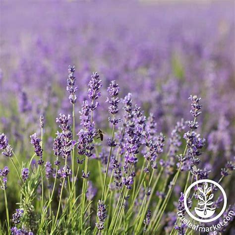 Lavender Flower Seeds Common English Garden And Herb True Leaf