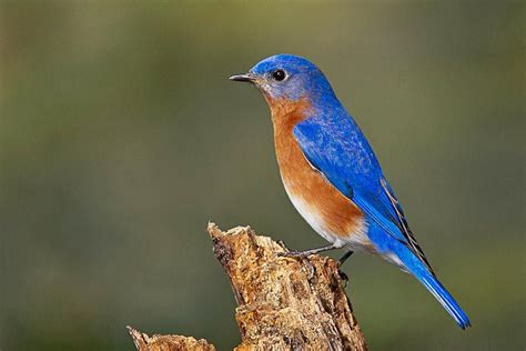 List Of The Most Famous State Birds Of United States Us