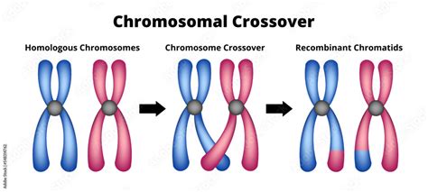 Vector Scientific Illustration Of Chromosomal Crossover Or Crossing