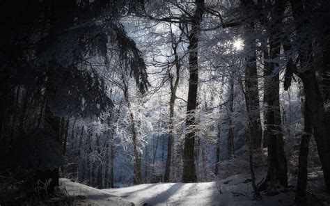 Snowy Forest Wallpapers Top Free Snowy Forest Backgrounds Wallpaperaccess