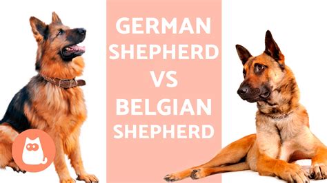German Shepherd Vs Belgian Shepherd Youtube