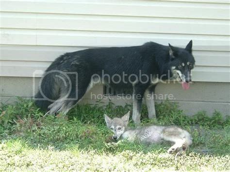 Blue Mountain Shepherd And Coyote Mix So Pretty