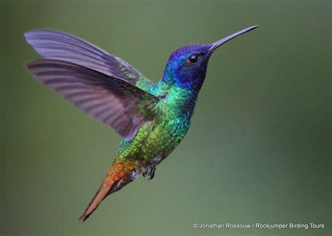 I Love Beautiful Hummingbirds