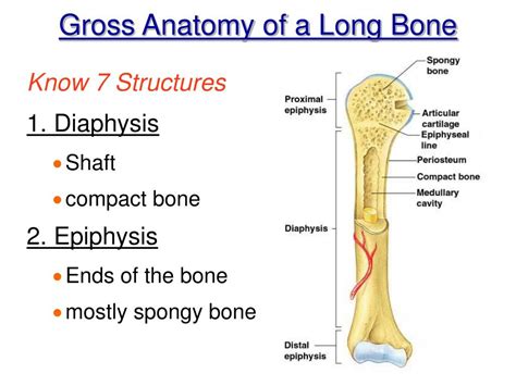 Ppt Chapter 5 Gross And Microscopic Bone Anatomy Powerpoint