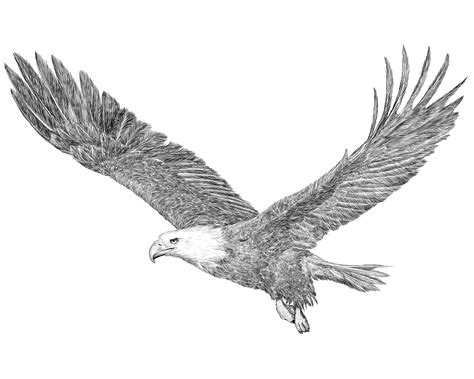 How To Draw An Eagle Flying At How To Draw