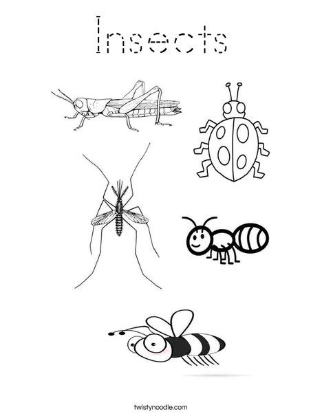 Insects Coloring Page Tracing Twisty Noodle
