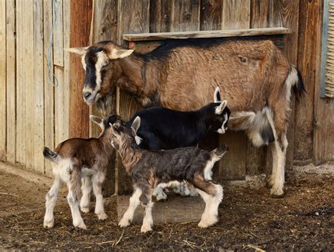 3840x2893 Domestic Goat Farm Goats Kid Lambs Mammal Mother Goat