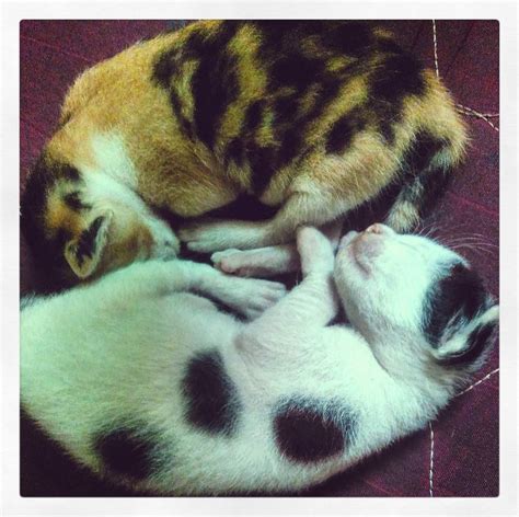 Siblings Kittens Cats Siblings Kittens Instagram Posts Animals