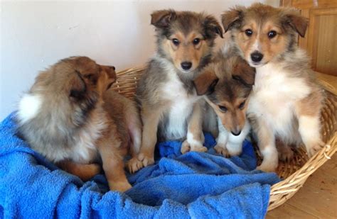 Adorable Rough Collie Lassie Puppies Now Ready
