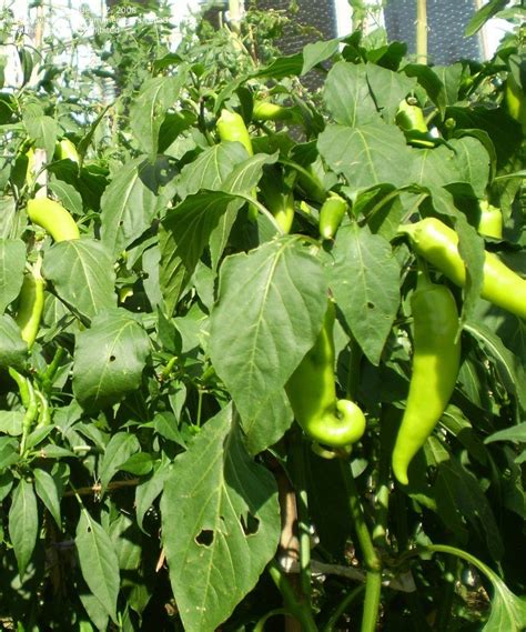 Plantfiles Pictures Hot Banana Pepper Hungarian Yellow Wax Capsicum Annuum By Rntx22