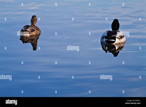 Ducks Swim Away Stock Photo Alamy