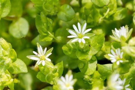 5 Edible Weeds Youll Want Growing All Over Your Yard