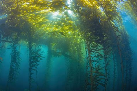 Thisiscolossal Sunlight Illuminates Undulating Kelp Forests In