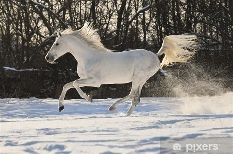 Fototapete White Horse Stallion Run Gallop Pixersde