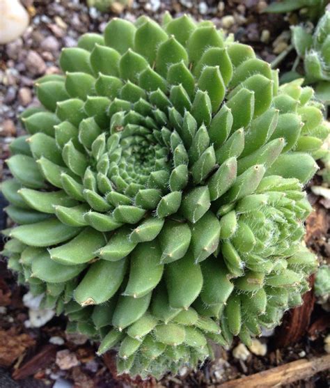 Photo Of The Entire Plant Of Hen And Chicks Sempervivum Spring Beauty