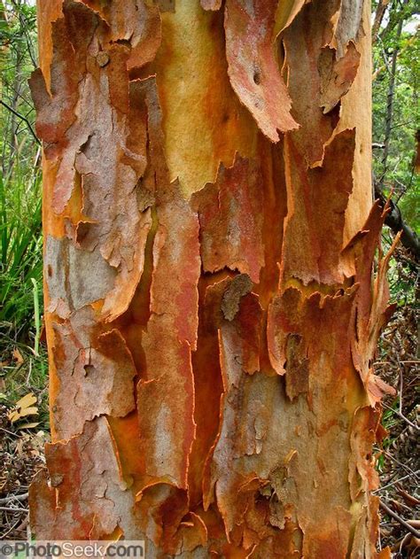 California Eucalyptus Tree Pictures Eucalyptus Gum Tree Bark In