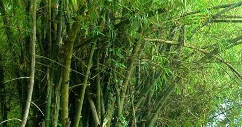 Pangkat Kawayan Philippine Bamboo Organ