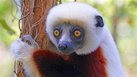 Could Lemurs Soon Be Extinct