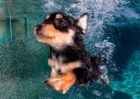 Underwater Puppies In Pictures Life And Style The Guardian