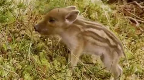 Cute Baby Wild Boars Moose In The Glen Bbc Studios Youtube