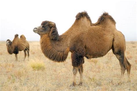 The old world camels are the dromedary and the bactrian, the only two members of the genus camelus or true camels. Bactrian Camel - Animal Facts and Information