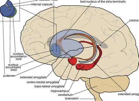 Position Of The Limbic Basal Ganglia Extended Amygdala And Nucleus