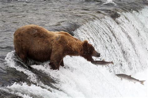 The Katmai Bear Cams Are Back Online Watch The Live Stream Here