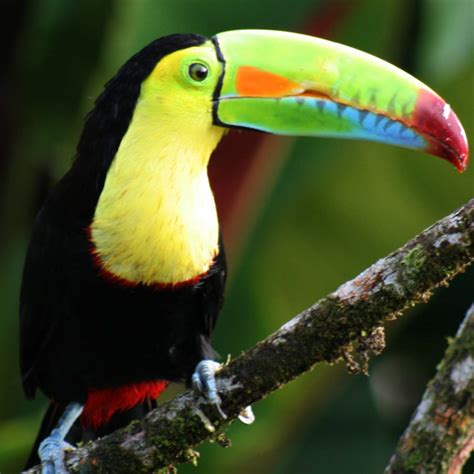 Rambling Round The Rainforest A Real Live Toucan Sam