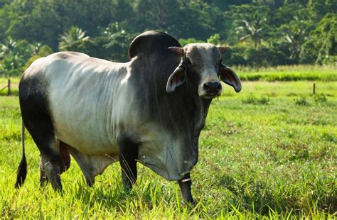 10 Of The Most Exceptional Cattle Breeds