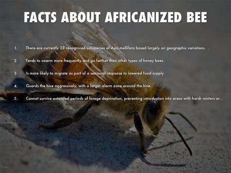 Africanized Honeybee By Tylsta6162