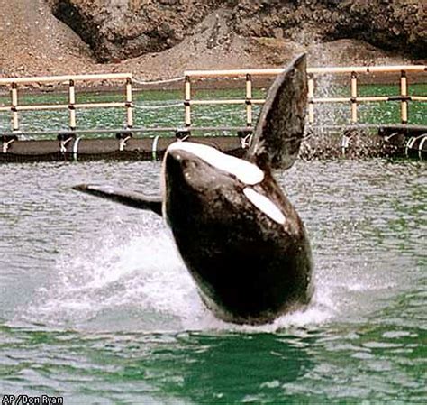 Real Life Willy Shuns Freedom Caretakers Hope Keiko Will Join Whale